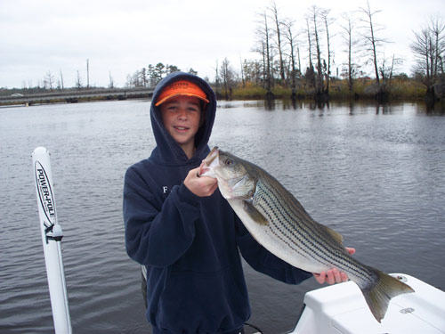 Winter striped bass fishing